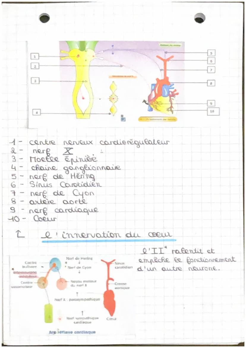 Chapitre 4.2
→ fonctionnement automatique du coeur et sa
régulation
Arc réflexe: trajet suivi par l'influx
merveux de la stimulation à la ré