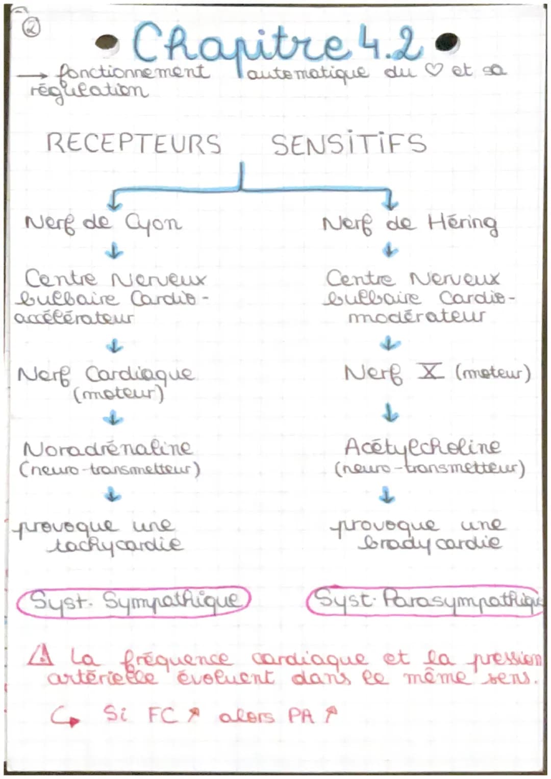 Chapitre 4.2
→ fonctionnement automatique du coeur et sa
régulation
Arc réflexe: trajet suivi par l'influx
merveux de la stimulation à la ré