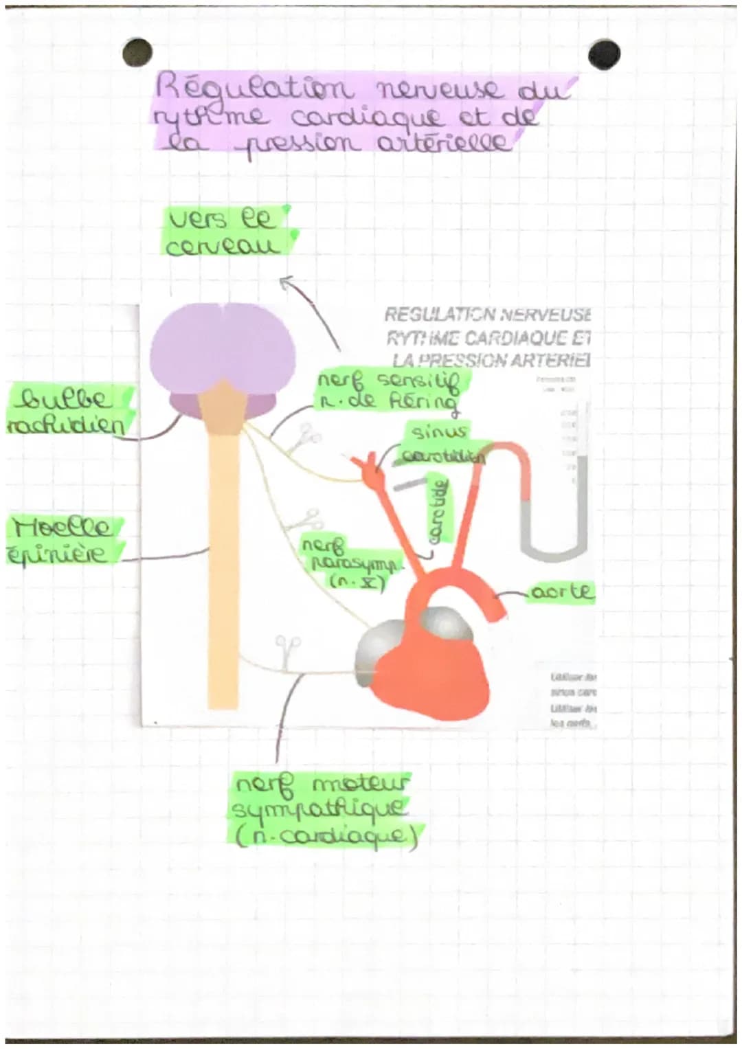Chapitre 4.2
→ fonctionnement automatique du coeur et sa
régulation
Arc réflexe: trajet suivi par l'influx
merveux de la stimulation à la ré