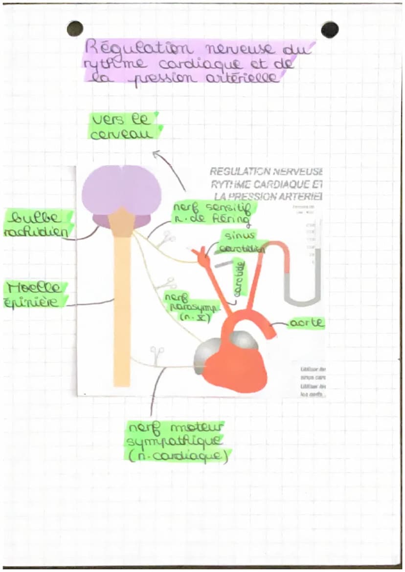 Chapitre 4.2
→ fonctionnement automatique du coeur et sa
régulation
Arc réflexe: trajet suivi par l'influx
merveux de la stimulation à la ré