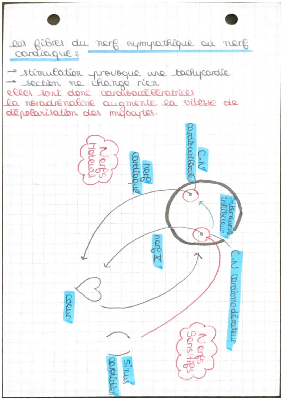 Chapitre 4.2
→ fonctionnement automatique du coeur et sa
régulation
Arc réflexe: trajet suivi par l'influx
merveux de la stimulation à la ré
