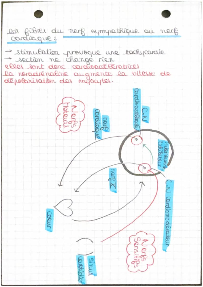 Chapitre 4.2
→ fonctionnement automatique du coeur et sa
régulation
Arc réflexe: trajet suivi par l'influx
merveux de la stimulation à la ré