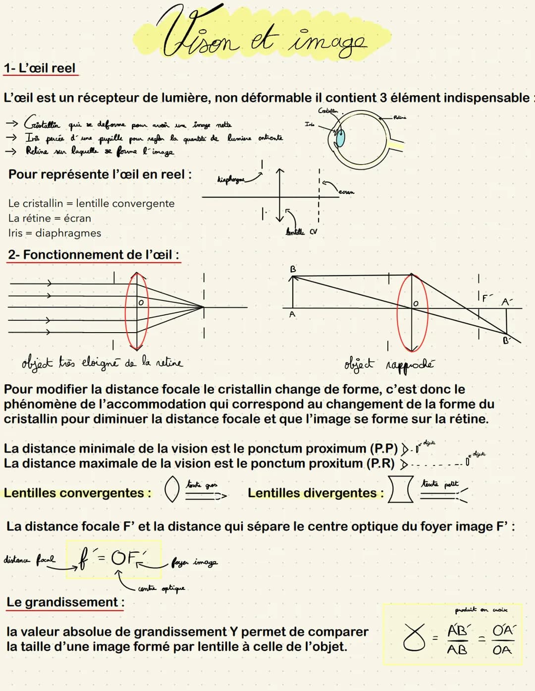 1- L'œil reel
L'œil est un récepteur de lumière, non déformable il contient 3 élément indispensable
Cristaltin
→ Cristallin qui
deforme pour