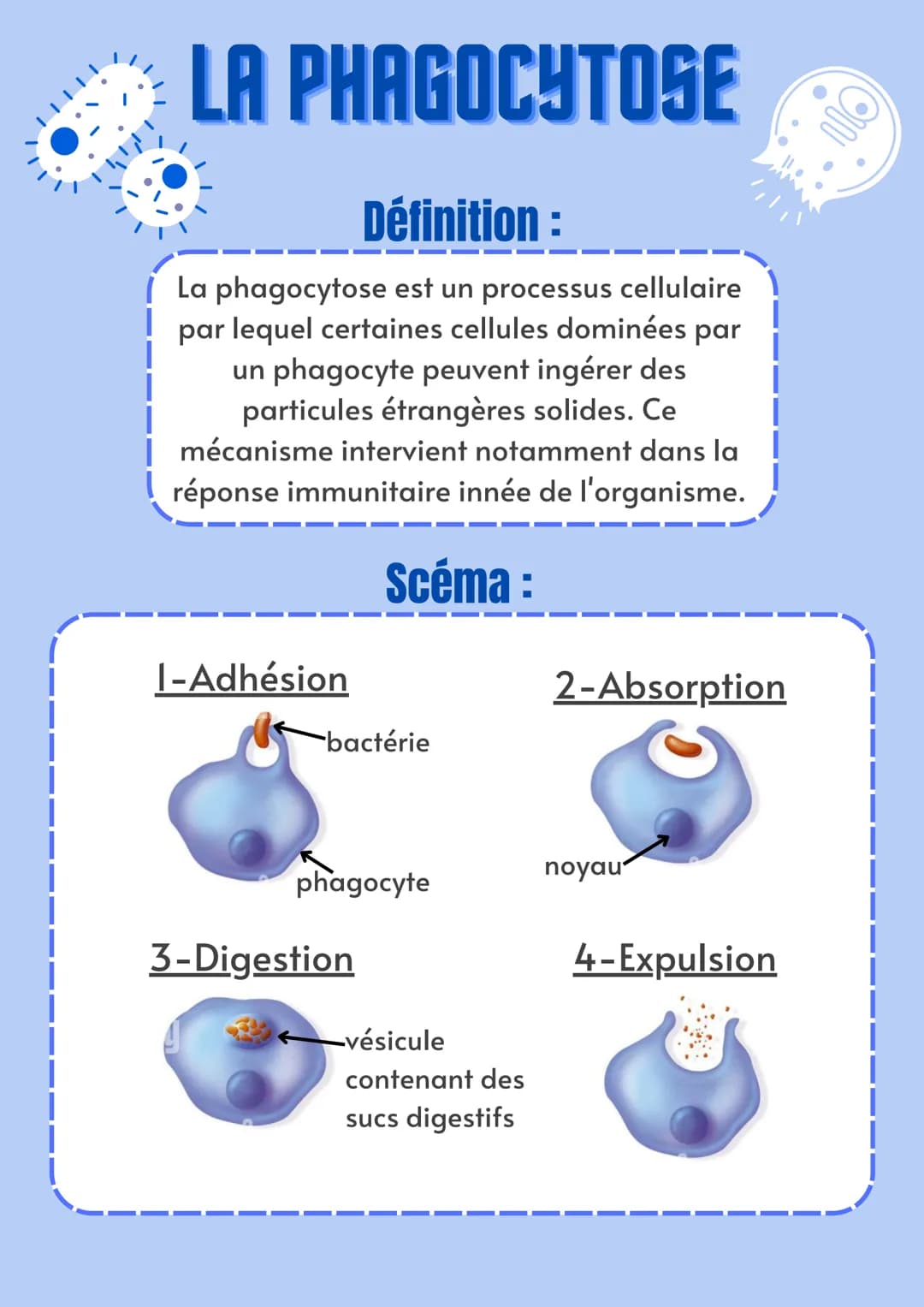 LA PHAGOCYTOSE
Définition:
La phagocytose est un processus cellulaire
par lequel certaines cellules dominées par
un phagocyte peuvent ingére