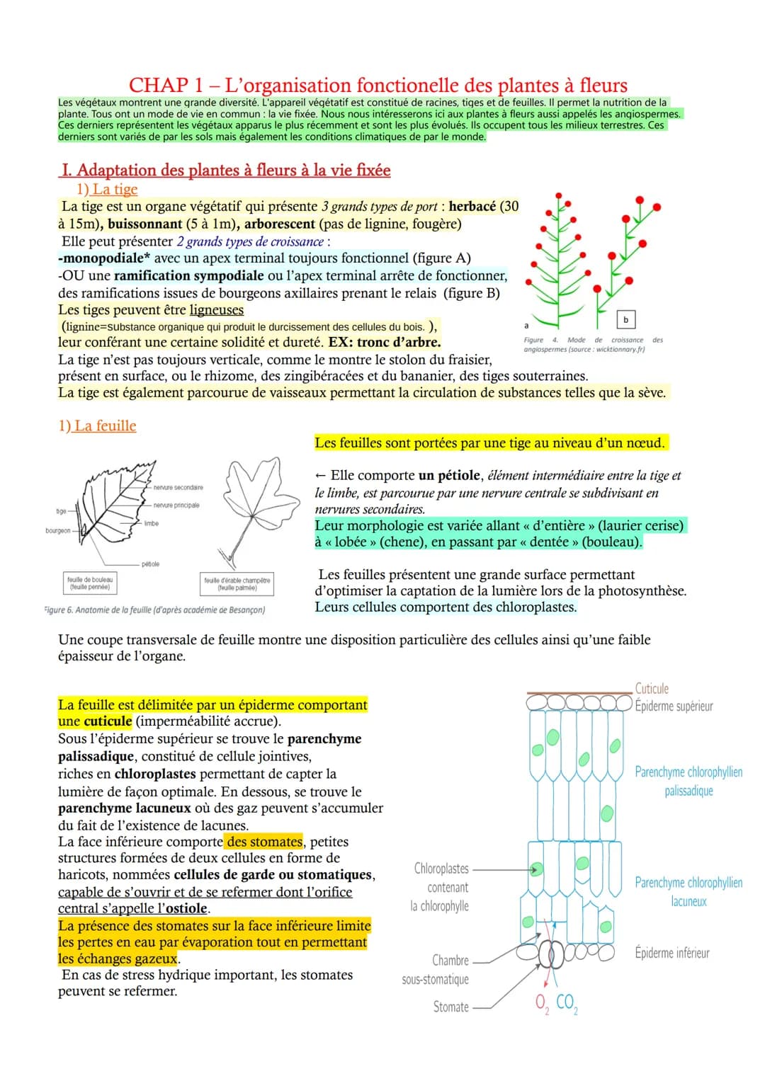 CHAP 1 - L'organisation fonctionelle des plantes à fleurs
Les végétaux montrent une grande diversité. L'appareil végétatif est constitué de 