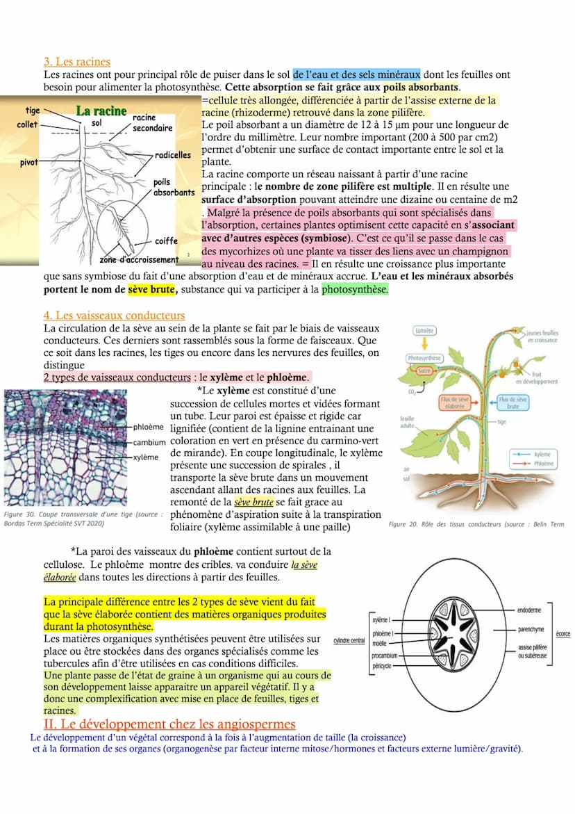 CHAP 1 - L'organisation fonctionelle des plantes à fleurs
Les végétaux montrent une grande diversité. L'appareil végétatif est constitué de 
