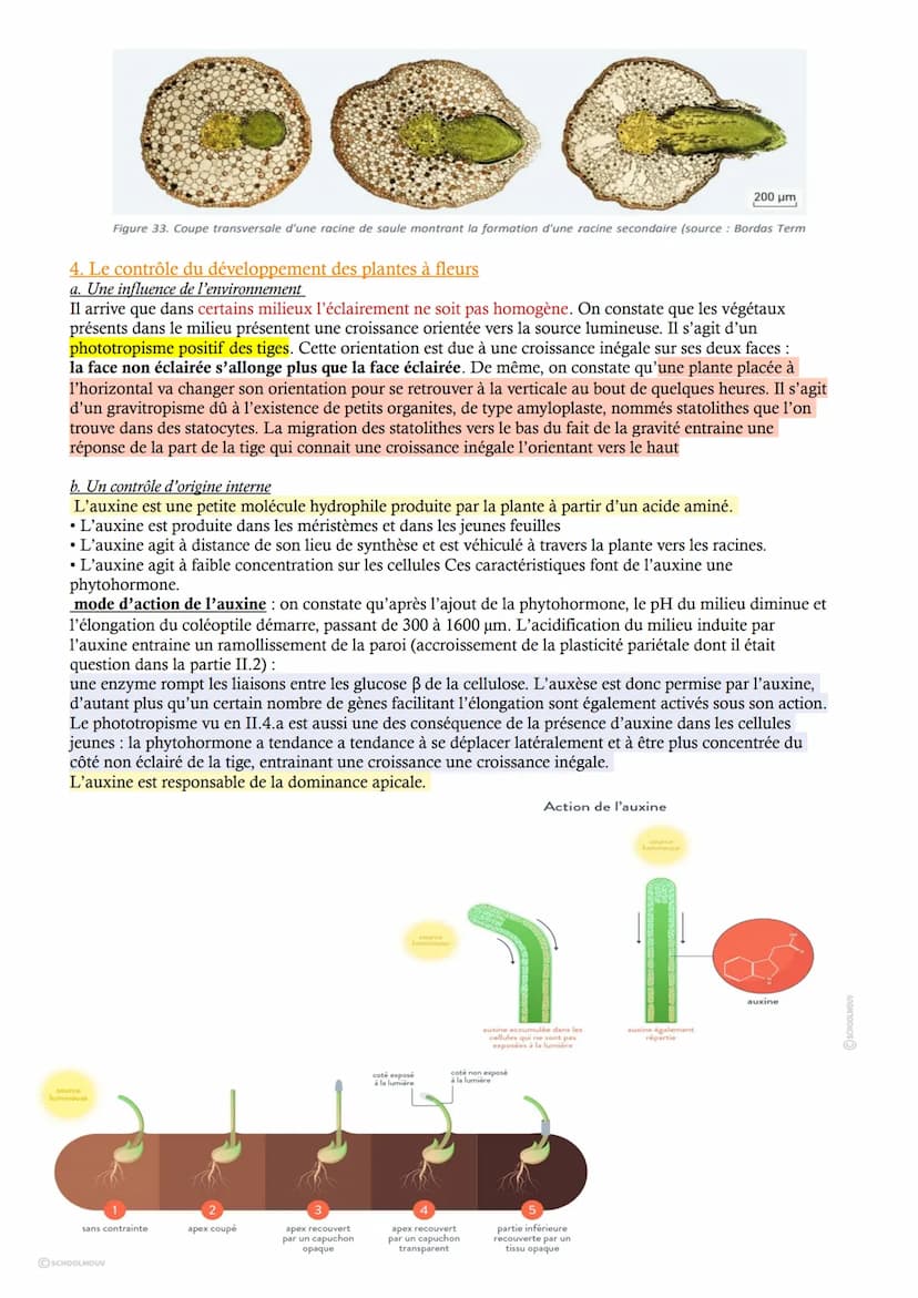 CHAP 1 - L'organisation fonctionelle des plantes à fleurs
Les végétaux montrent une grande diversité. L'appareil végétatif est constitué de 