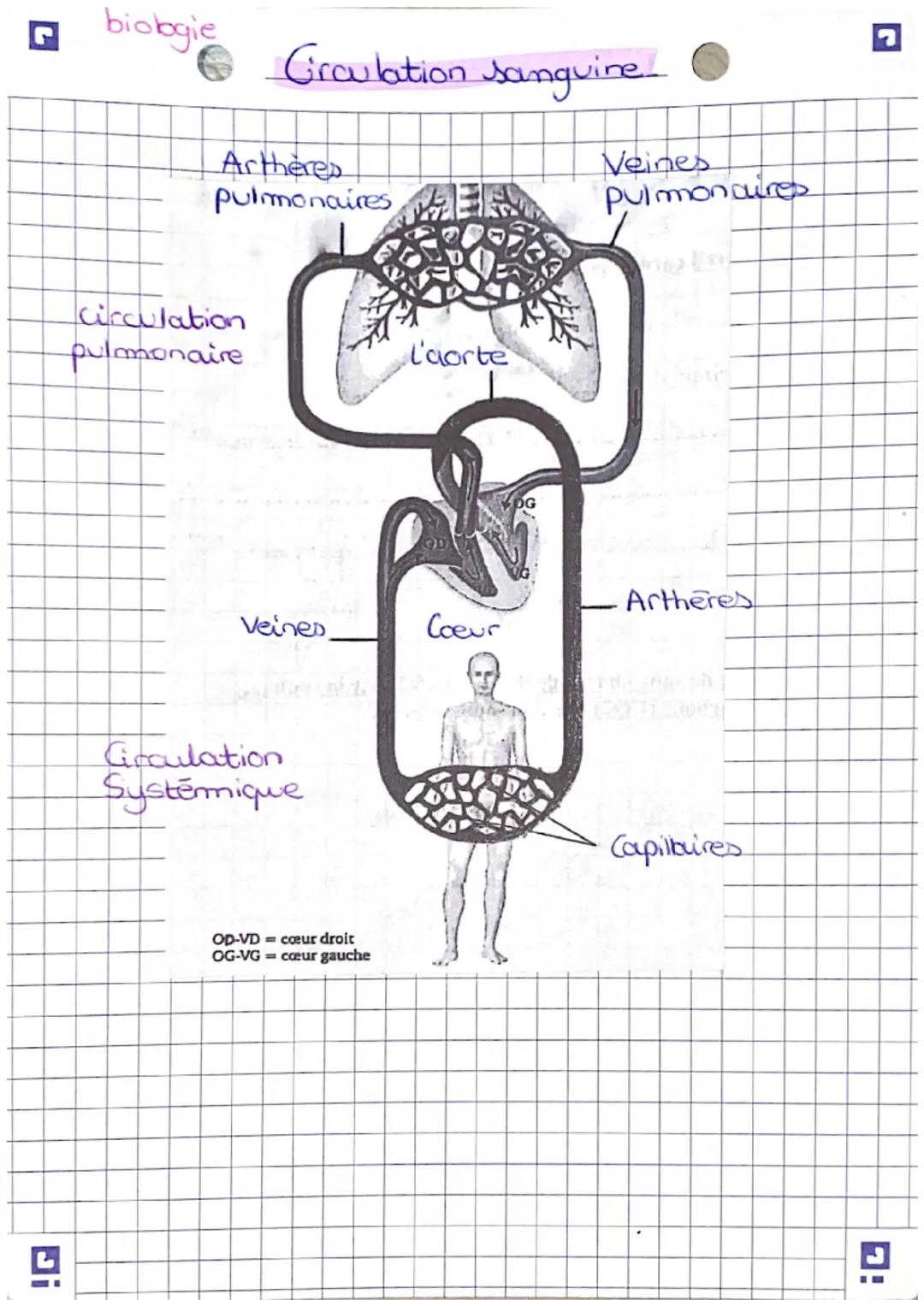 biologie

Grculation sanguine

Arthères
pulmonaires

Veines
pulmonaires

Circulation
pulmonaire

L'aorte

Artheres

Veines
Coeur

Circulatio