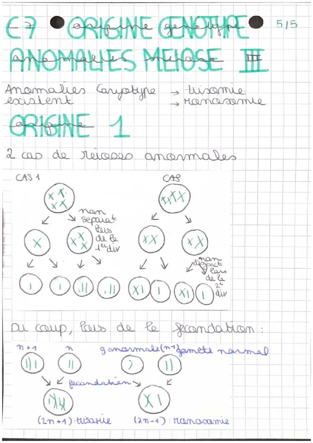 Anomalie de Méiose 
