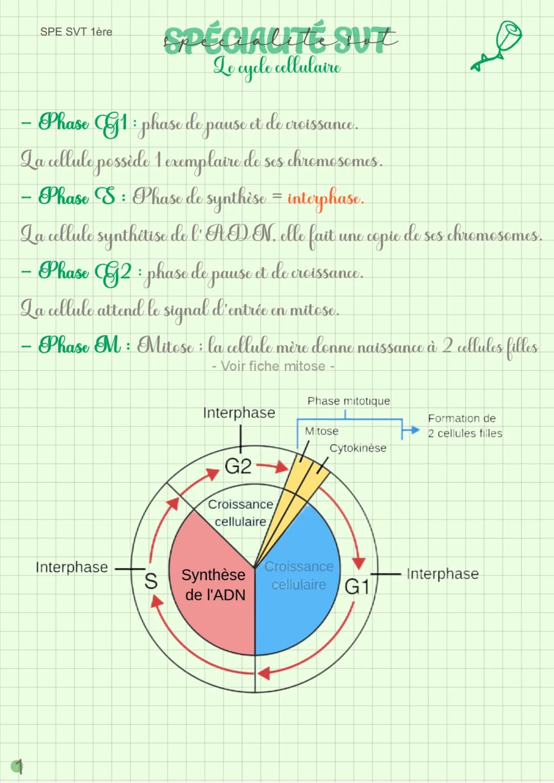 Le cycle cellulaire 