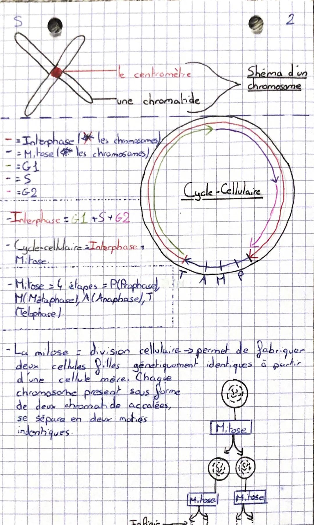 # S

# Génétique et évolution

- Cellules eucaryotes → possèdent un noyau (ex: cellules
bursales)

- Cellule procaryotes → possèdent pas de 