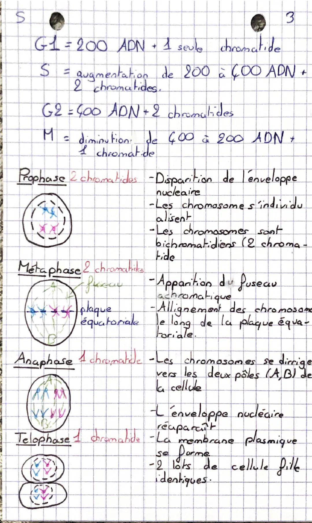 # S

# Génétique et évolution

- Cellules eucaryotes → possèdent un noyau (ex: cellules
bursales)

- Cellule procaryotes → possèdent pas de 