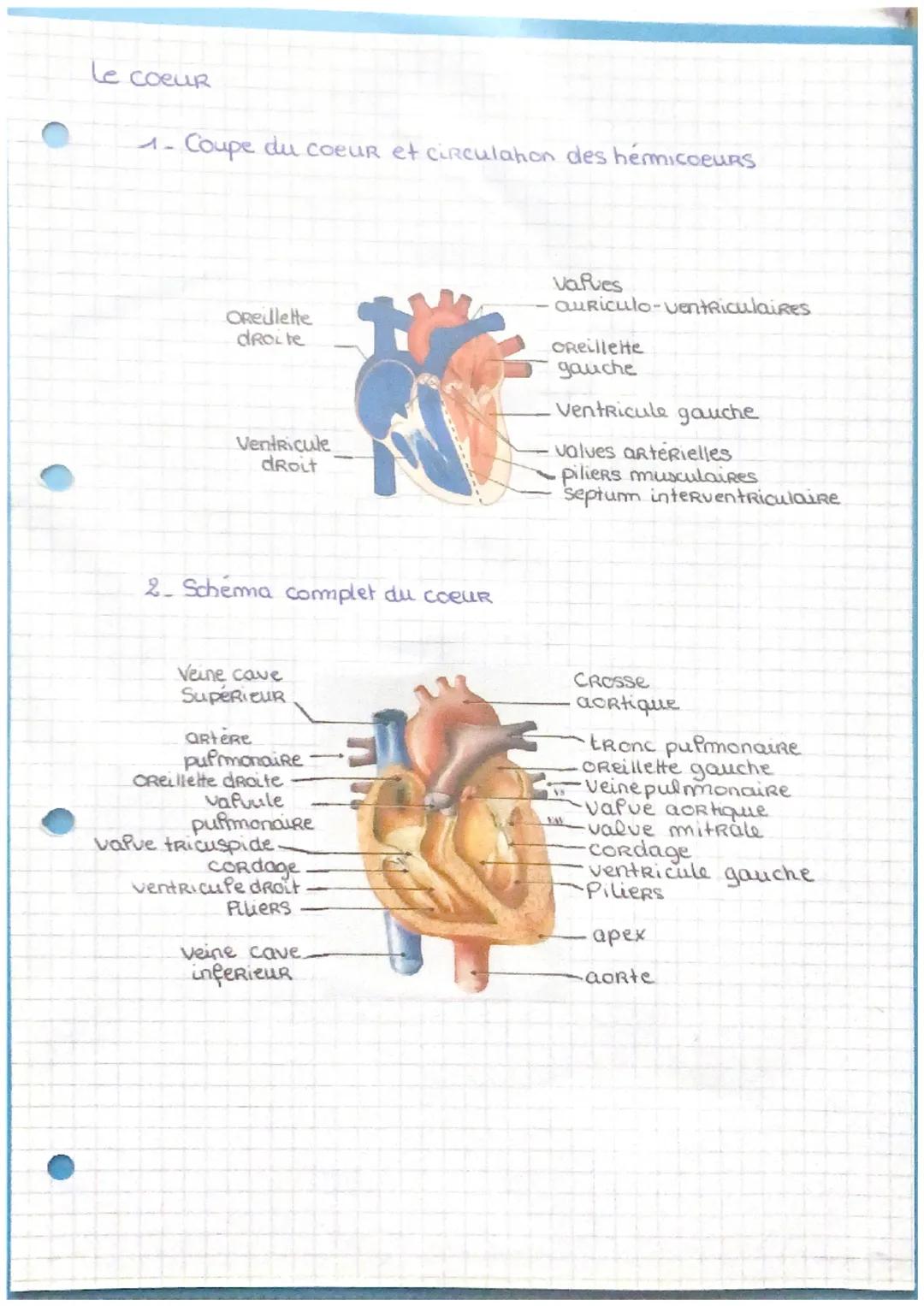 le coeur
1- Coupe du coeur et circulahon des hémicoeurs
Orejlette
droite
Ventricule
droit
2. Schema complet du coeur
Veine cave
Supérieur
ar