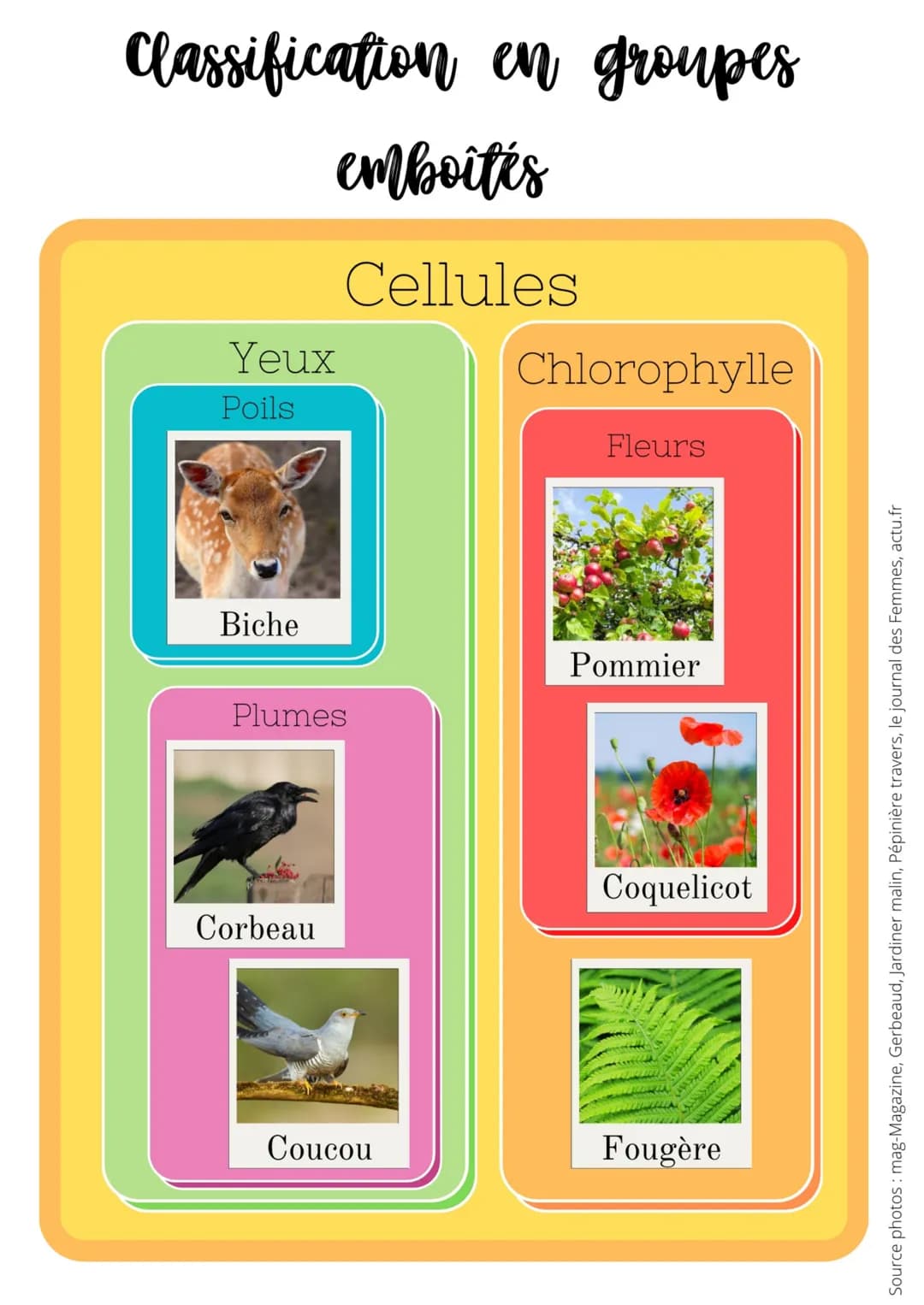 Classification en groupes
emboîtes
Cellules
Yeux
Poils
Biche
Plumes
Corbeau
Coucou
Chlorophylle
Fleurs
Pommier
Coquelicot
Fougère
Source pho