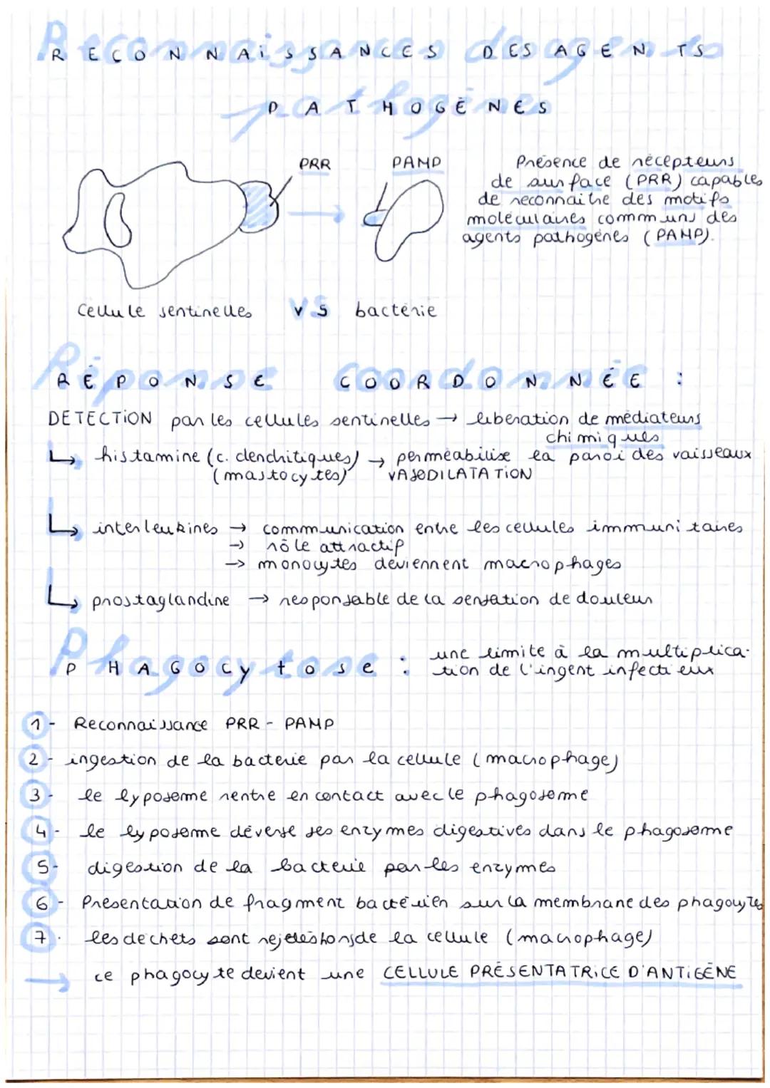SVT
L'
imm
unité immée
-définition
SYSTEME IMMUNITAIRE fait face aux dangers (infections, Inauma


asmes, etc...)
innee VS adaptative spécif