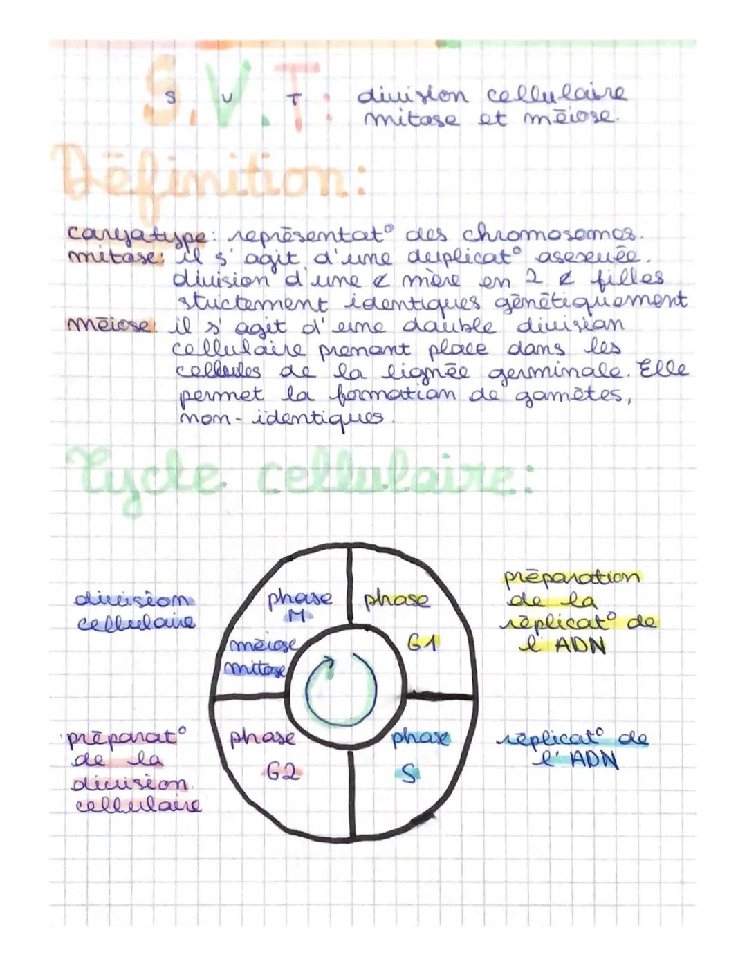 la division cellulaire, méiose et mitose 