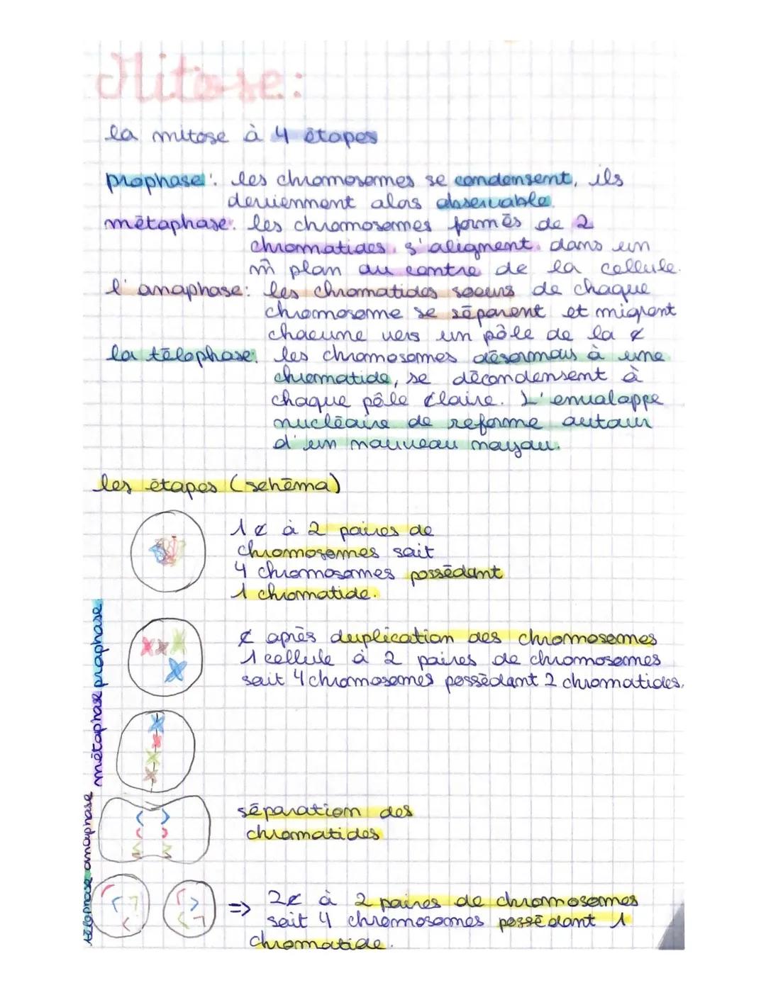 SIMAT
Definition:
caryatype: représentat des chromosomes.
mitase; il s'agit d'une duplicat asexuée.
division d'une & mère en 2 & filles
stuc