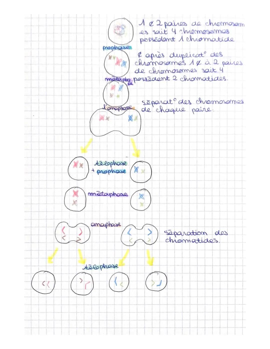 SIMAT
Definition:
caryatype: représentat des chromosomes.
mitase; il s'agit d'une duplicat asexuée.
division d'une & mère en 2 & filles
stuc