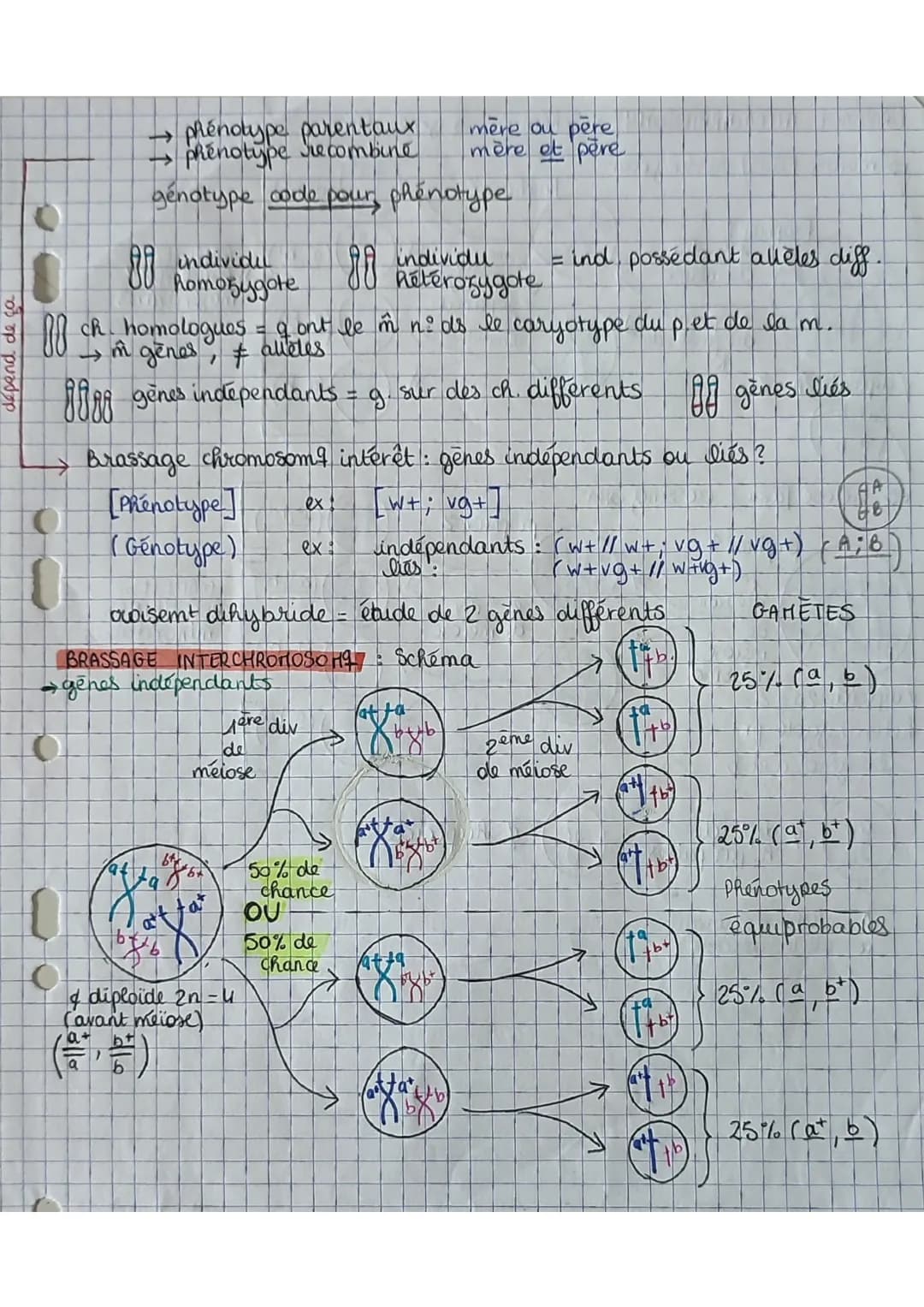 depend
→ phénotype parentaux
phénotype srecombine
génotype code pour phénotype
individu
homozygote
88
= ind possédant allèles diff.
ch homol