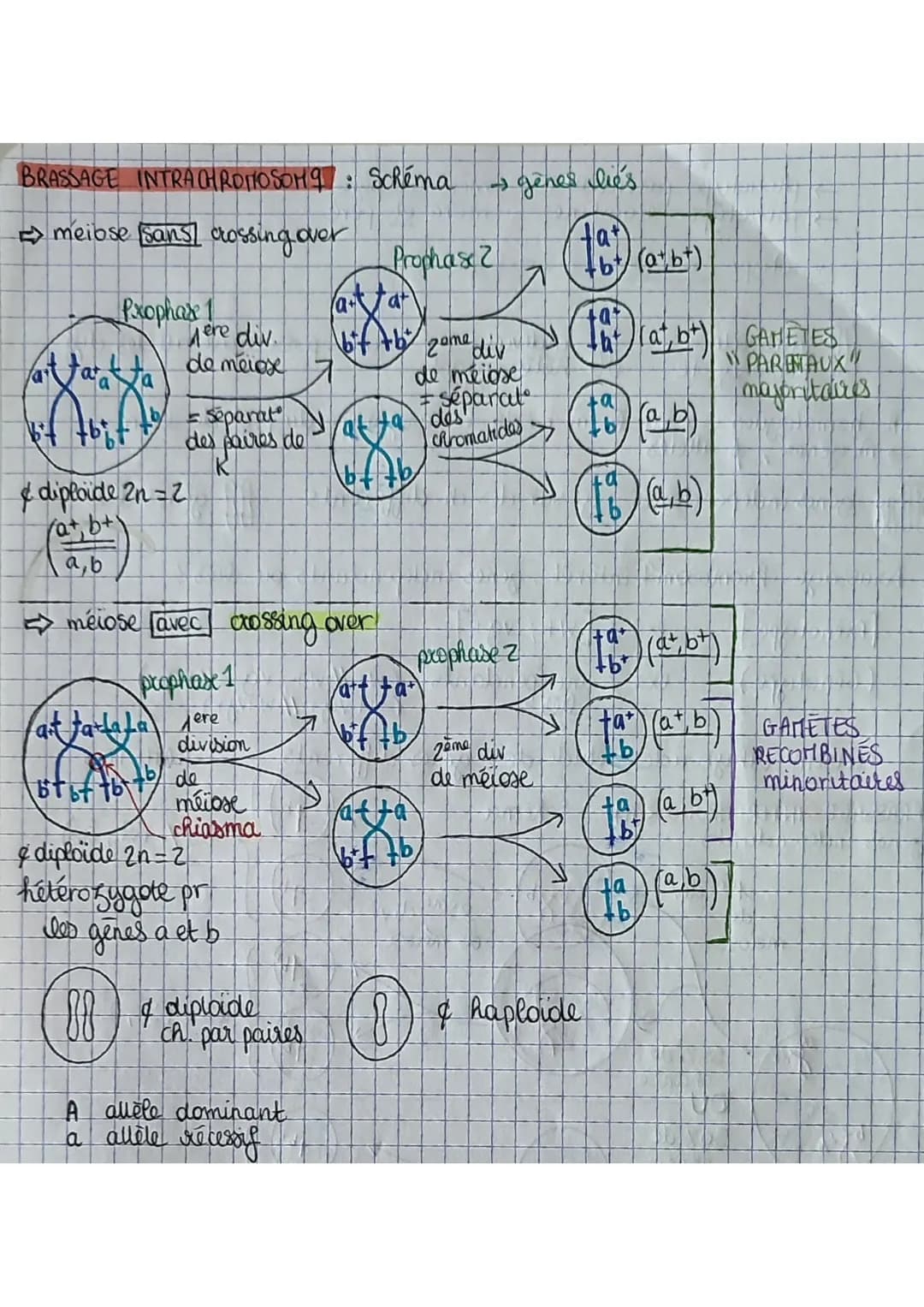 depend
→ phénotype parentaux
phénotype srecombine
génotype code pour phénotype
individu
homozygote
88
= ind possédant allèles diff.
ch homol
