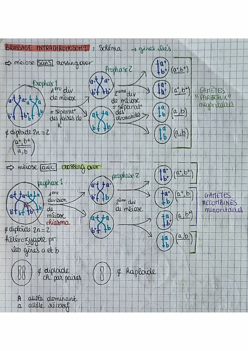 depend
→ phénotype parentaux
phénotype srecombine
génotype code pour phénotype
individu
homozygote
88
= ind possédant allèles diff.
ch homol