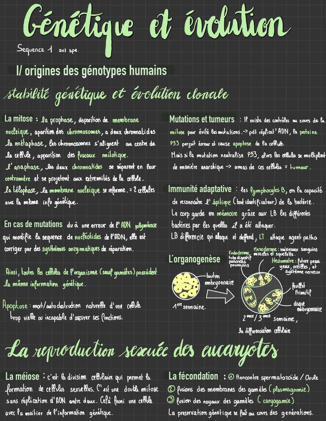 Génétique et évolution
1/ origines des génotypes humains
stabilité génétique et évolution clonale
La mitose: la prophase, disparition de mem