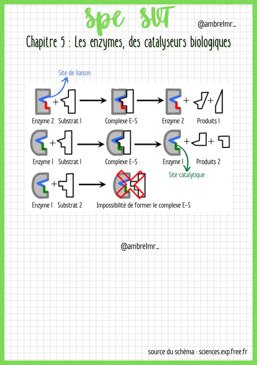 spe SUT
@ambrelmr_
Chapitre 5: Les enzymes, des catalyseurs biologiques
DÉFINITION D'UNE ENZYME
→ On appelle substrat la molécule dont l'enz