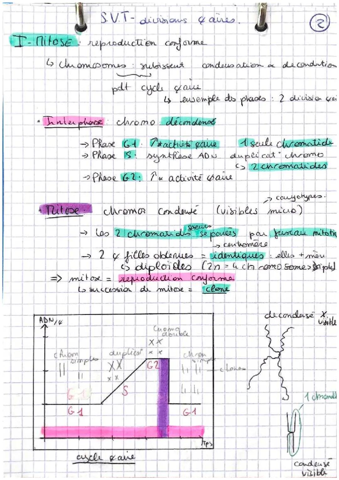 Découvre la Mitose et la Méiose : Réplication de l'ADN pour les Enfants