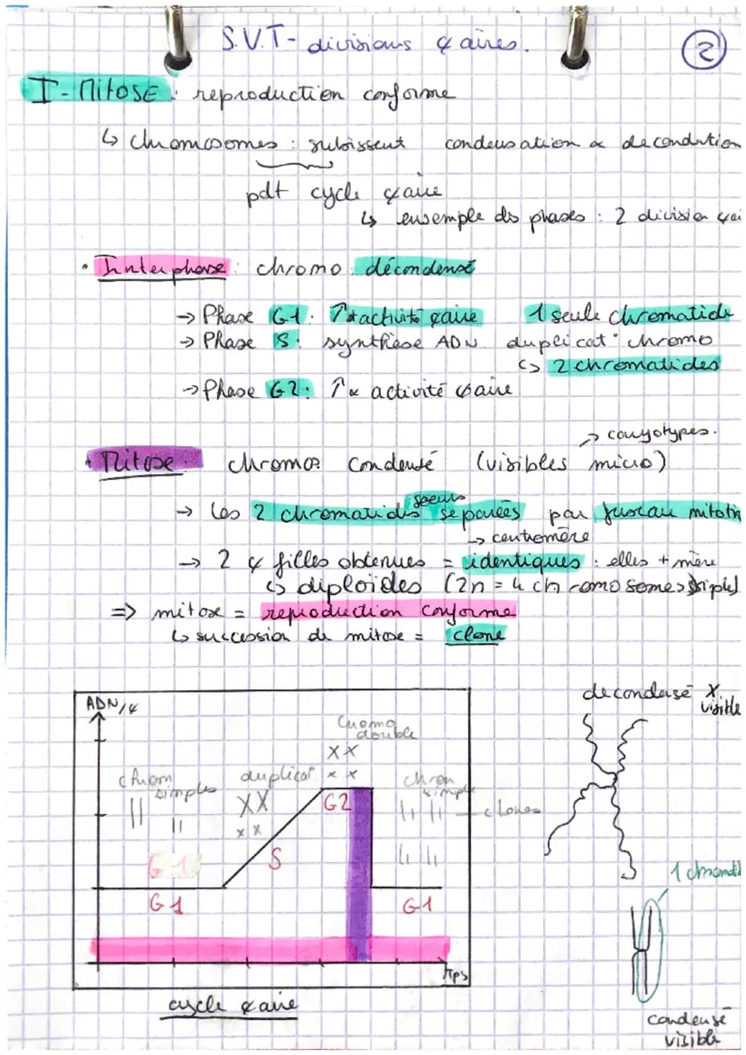 I- Mitose reproduction conforme
6 chromosomes: subissent
A
S.V.T-divisions & aires
ADN/
Interphone: chromo: décondense
→ Phase 61. Tot activ