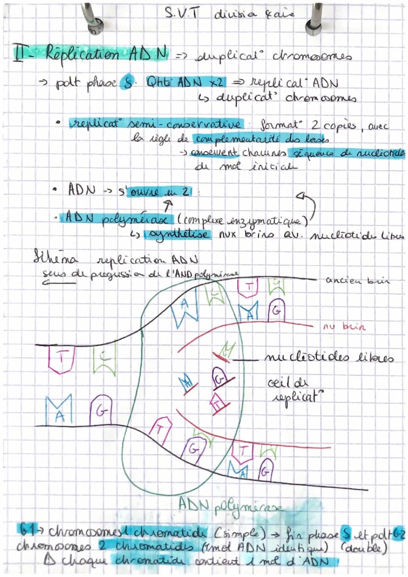 I- Mitose reproduction conforme
6 chromosomes: subissent
A
S.V.T-divisions & aires
ADN/
Interphone: chromo: décondense
→ Phase 61. Tot activ