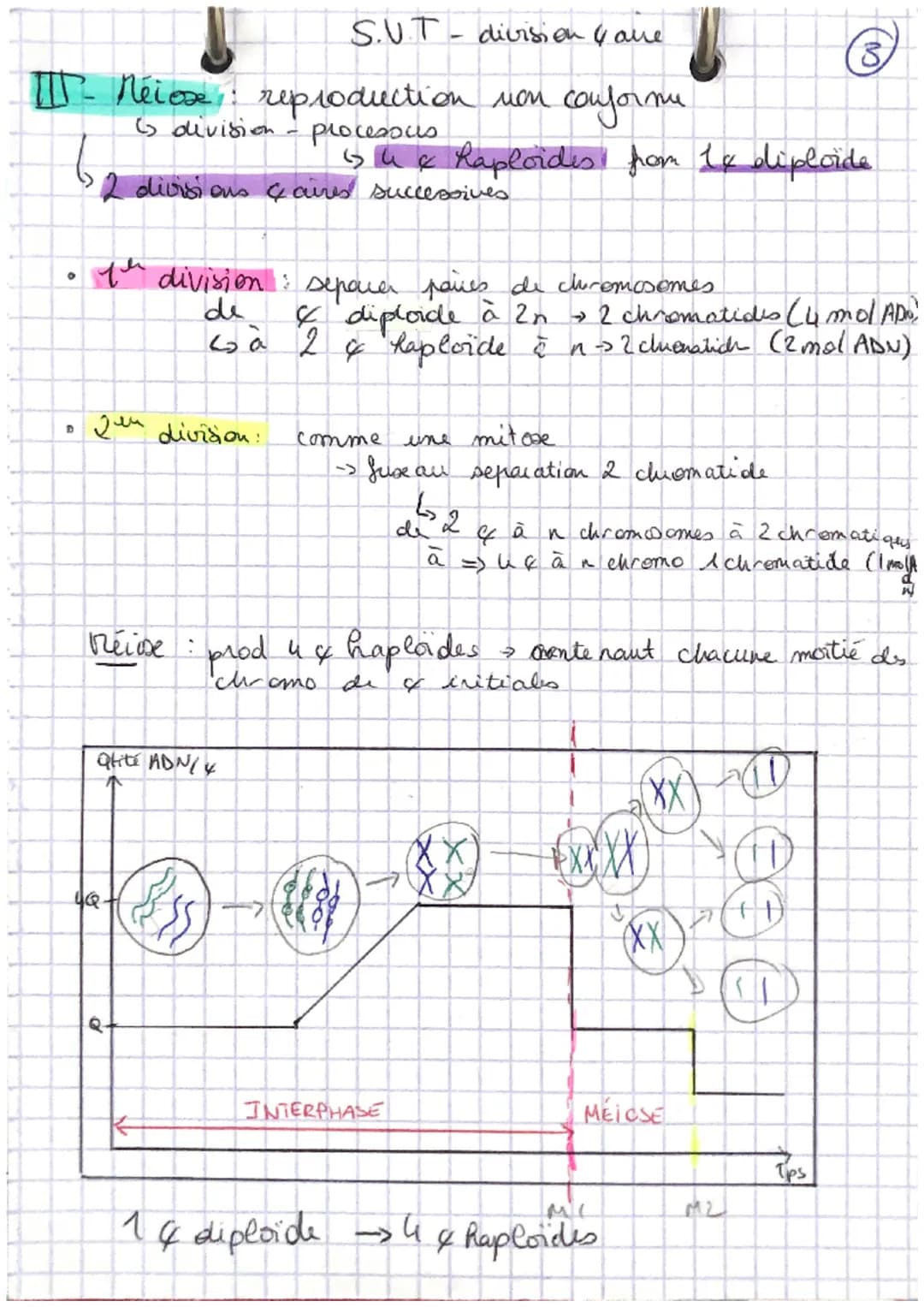I- Mitose reproduction conforme
6 chromosomes: subissent
A
S.V.T-divisions & aires
ADN/
Interphone: chromo: décondense
→ Phase 61. Tot activ