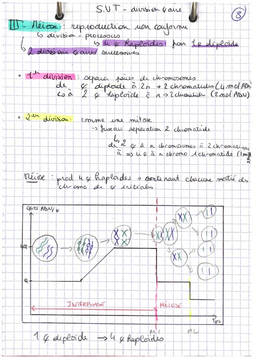 I- Mitose reproduction conforme
6 chromosomes: subissent
A
S.V.T-divisions & aires
ADN/
Interphone: chromo: décondense
→ Phase 61. Tot activ