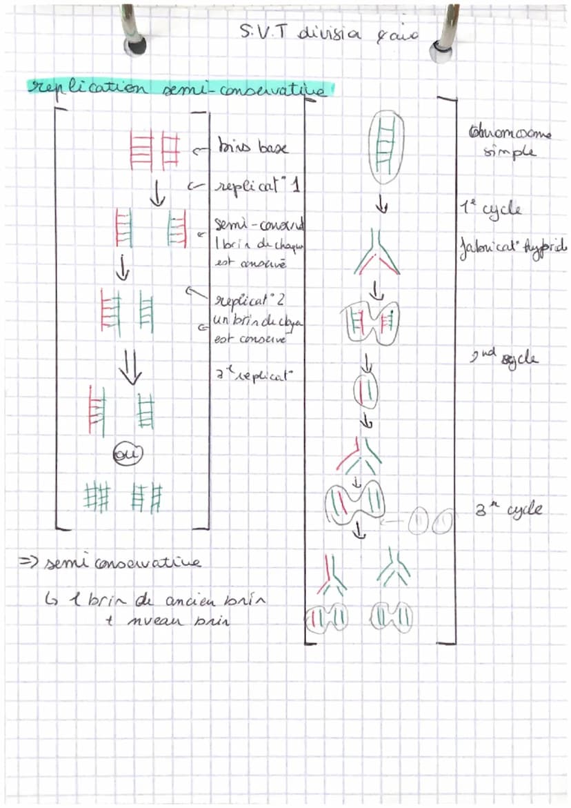 I- Mitose reproduction conforme
6 chromosomes: subissent
A
S.V.T-divisions & aires
ADN/
Interphone: chromo: décondense
→ Phase 61. Tot activ