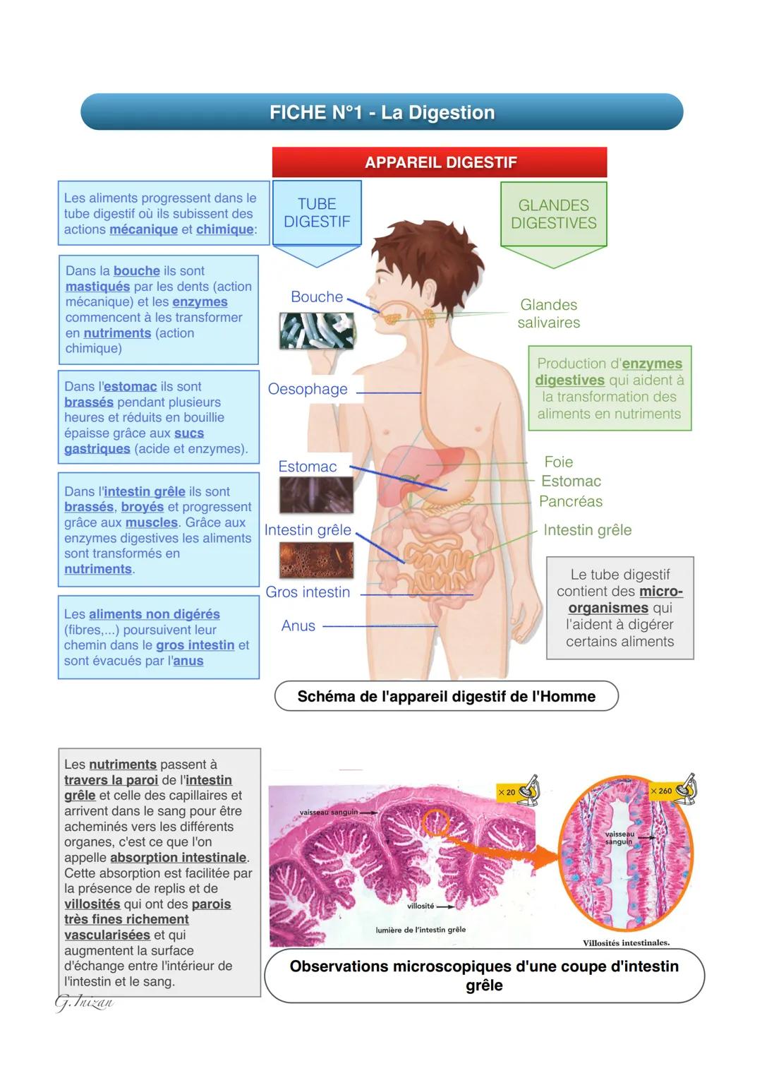 Les aliments progressent dans le
tube digestif où ils subissent des
actions mécanique et chimique:
Dans la bouche ils sont
mastiqués par les