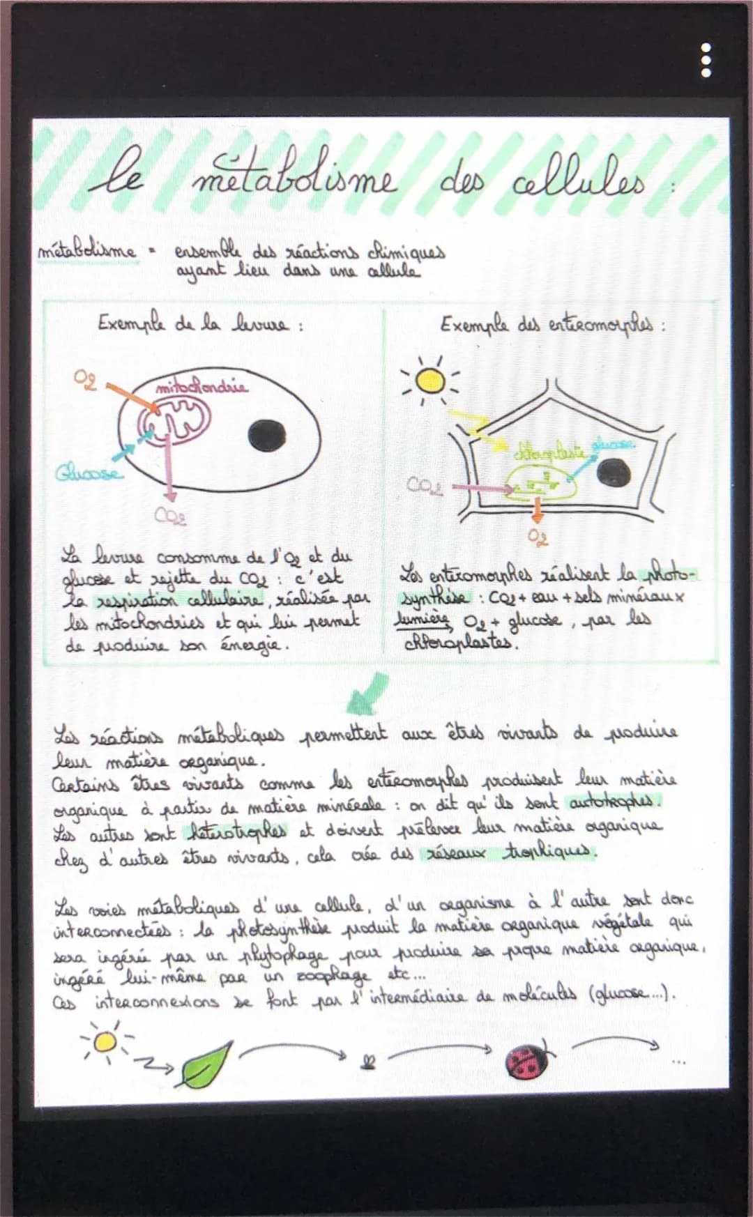 TP Métabolisme des Levures et Photosynthèse SVT Seconde