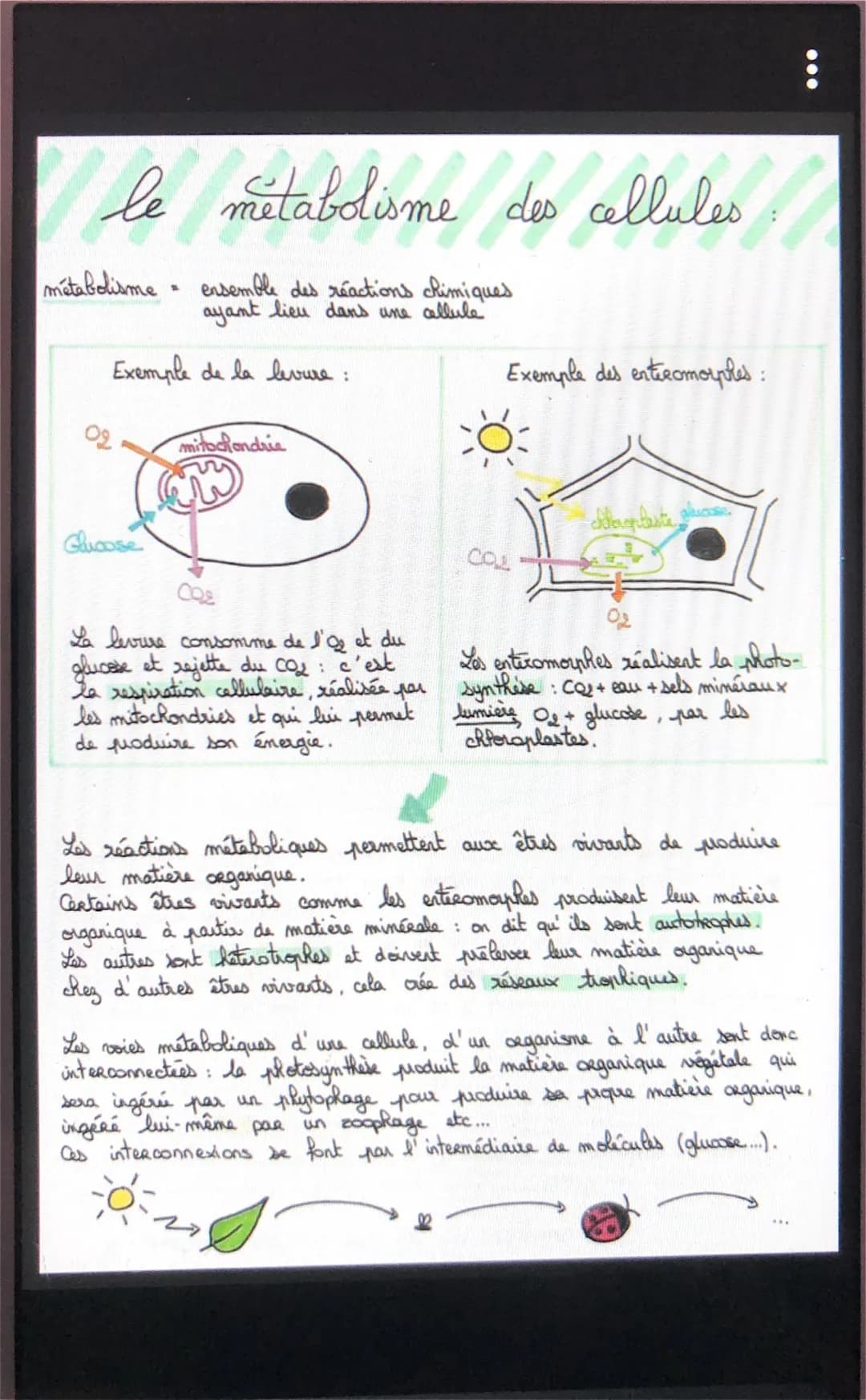 V le métabolisme des cellules
métabolisme ensemble des réactions chimiques
ayant lieu dans une cellule
Exemple de la levure:
Glucose
mitocho