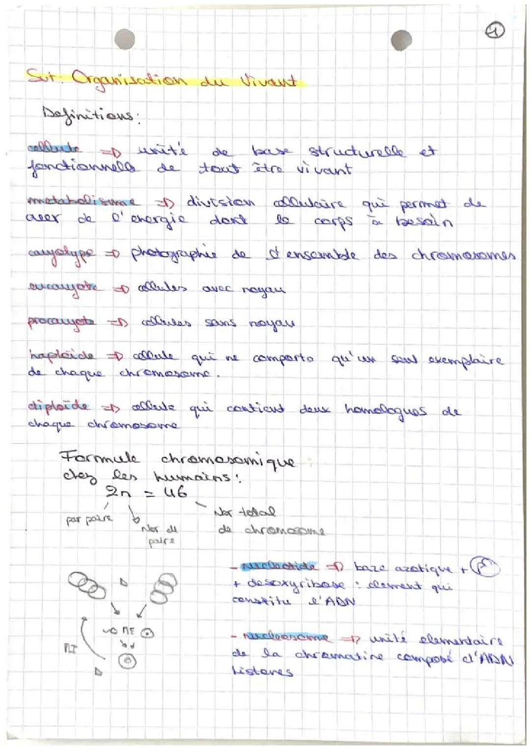 Comprendre la Mitose et la Méiose : Schéma, PDF et Différences