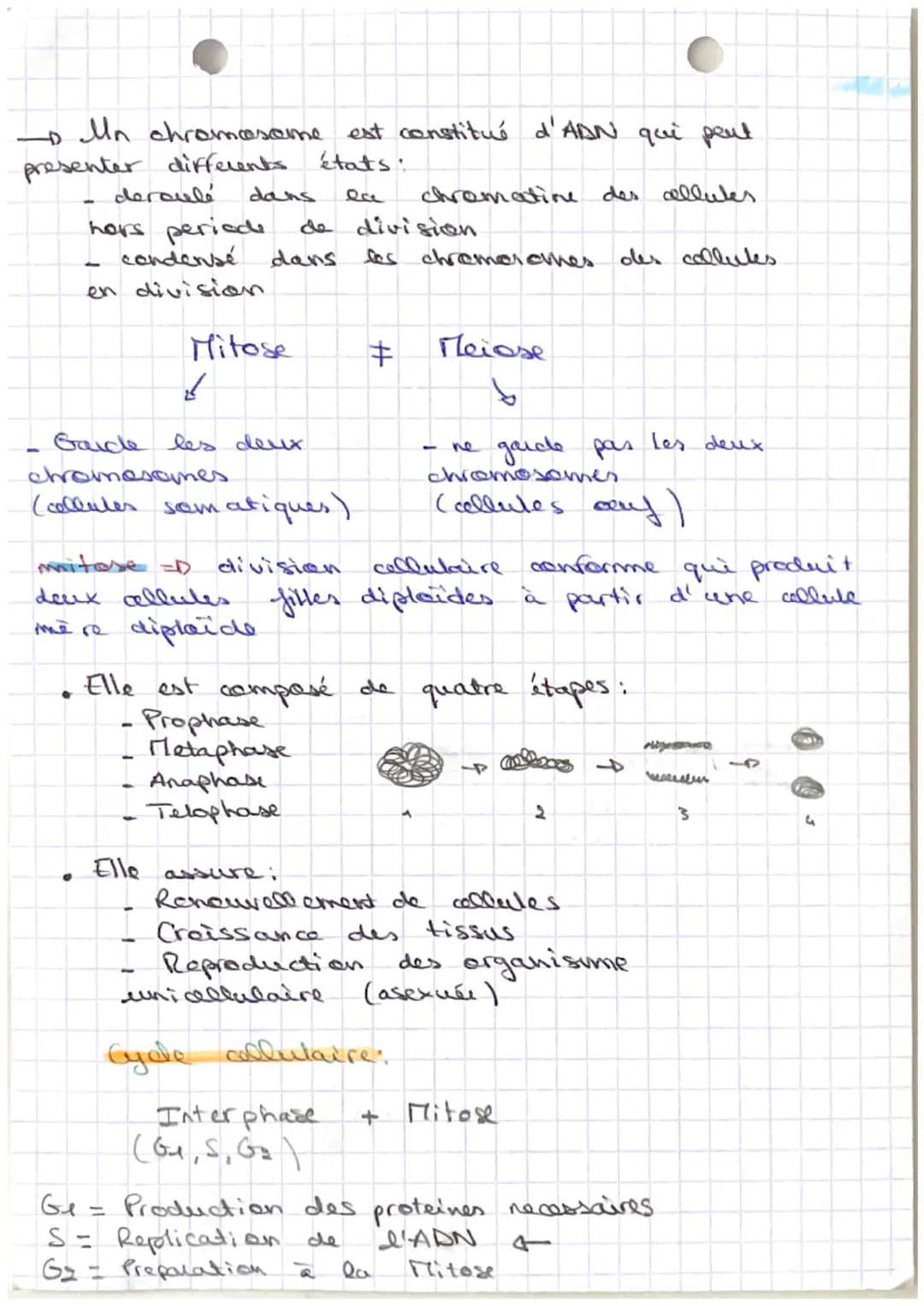 Sut: Organisation du vivant
Definitions:
collute white
fonctionnell de
metabolisume I division
de l'energie
dont
deer
- photographie de
dipl