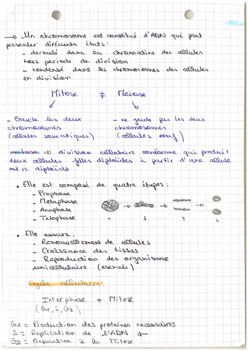 Sut: Organisation du vivant
Definitions:
collute white
fonctionnell de
metabolisume I division
de l'energie
dont
deer
- photographie de
dipl