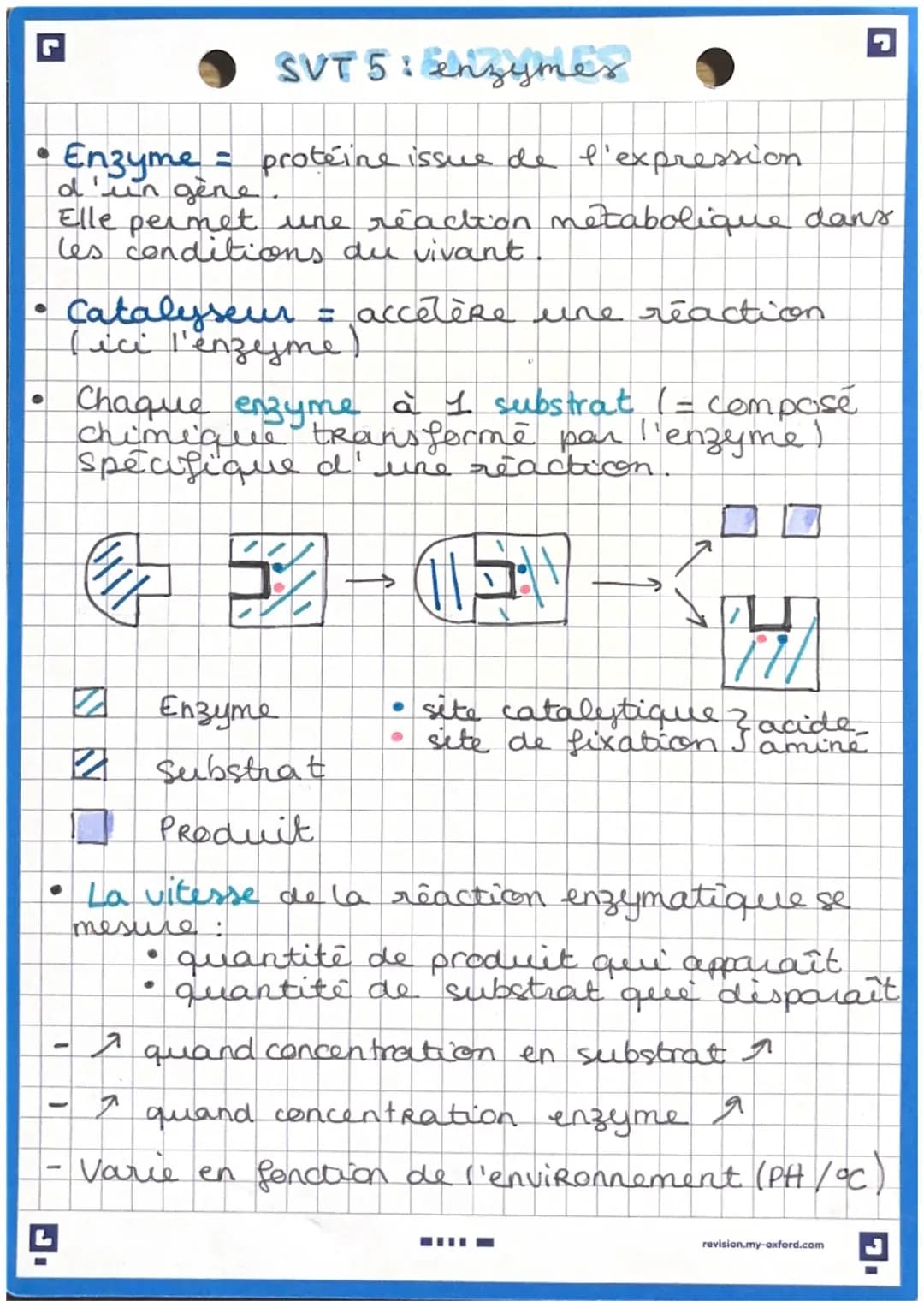 °
L
SVT 5: enzymes
• Enzyme = proteine issue de l'expression
d'un gène
Elle permet une réaction metabolique dans
les conditions du vivant
Ca