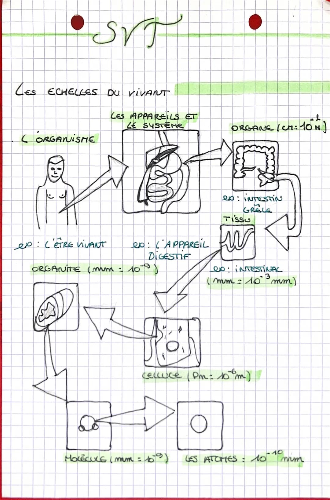 •SVT
LES ECHELLES DU VIVANT
CORGANISME
es: L'ETRE VIVANT
LES APPAREILS ET
LE SYSTEME
D
ep: ('APPAREIL
DIGESTIF
ORGANITE (mm: 109)
ORGANE /CM