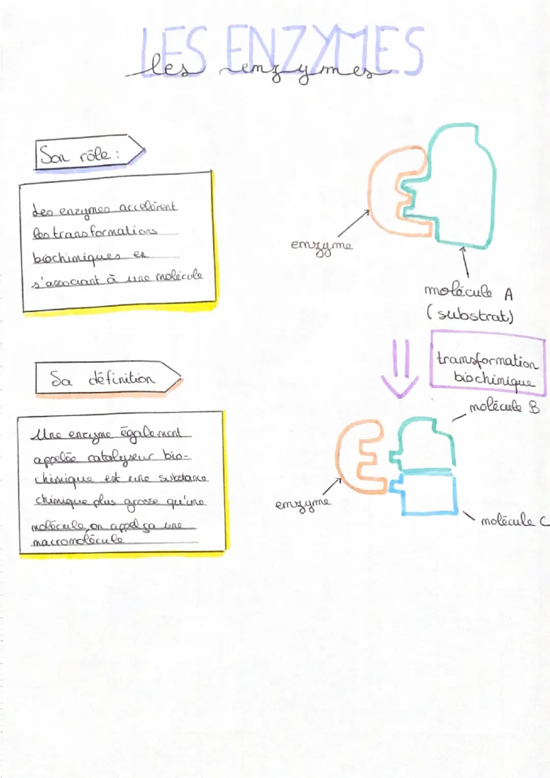 Son rôle :
معل
LES ENZYMES
цуте
accelerent
enzymes
les transformations
brochimiques en
s'associant à une molécule
Sa définition
Une encyme é