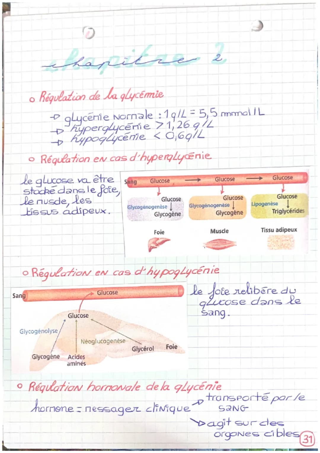 о
0
chapitre
Régulation de la glycémie
2
glycenie Normale : 19/L = 5,5 mmol/L
hyperglycémie >1,269 /L
+ hypoglycémie < 0,6g/L
Régulation en 