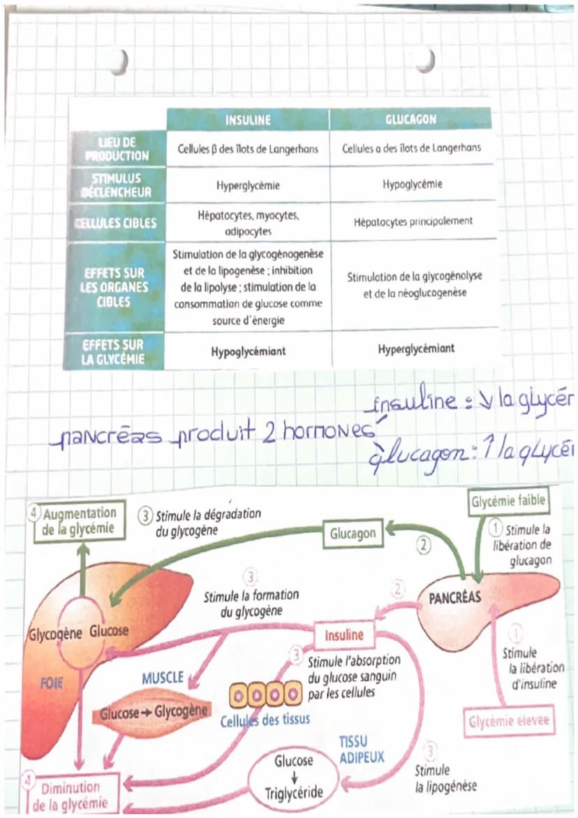 о
0
chapitre
Régulation de la glycémie
2
glycenie Normale : 19/L = 5,5 mmol/L
hyperglycémie >1,269 /L
+ hypoglycémie < 0,6g/L
Régulation en 