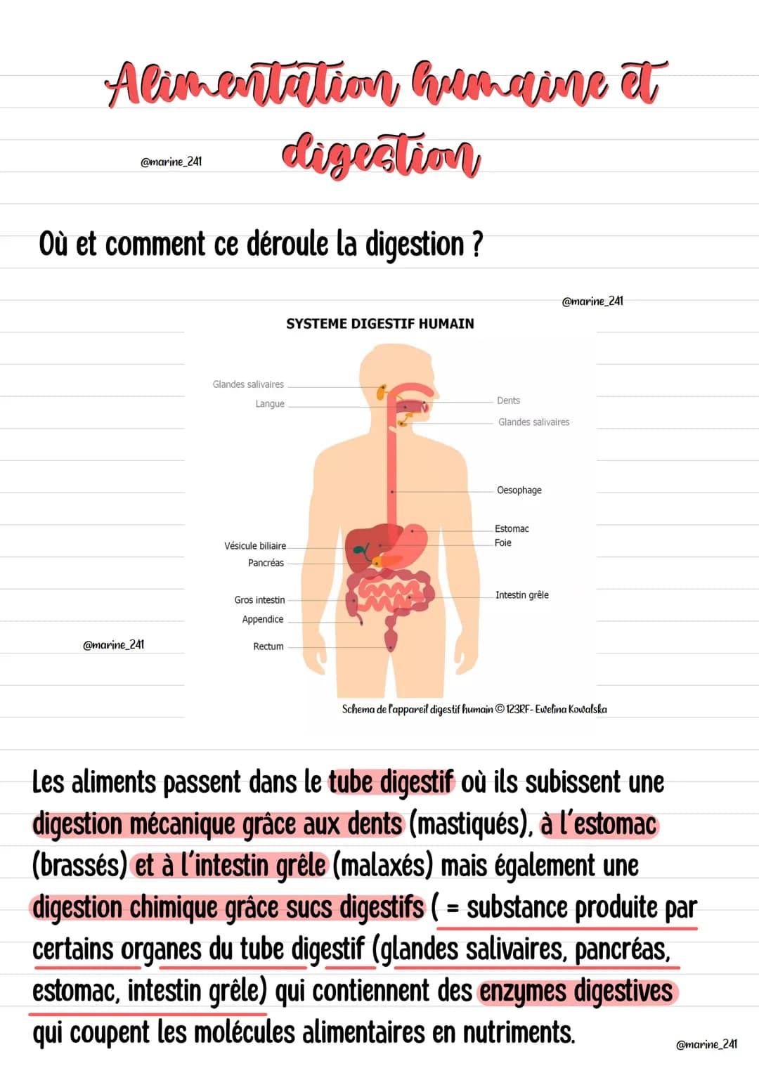 Alimentation humaine et
digestion
Où et comment ce déroule la digestion ?
@marine_241
@marine_241
Glandes salivaires
Langue
Vésicule biliair