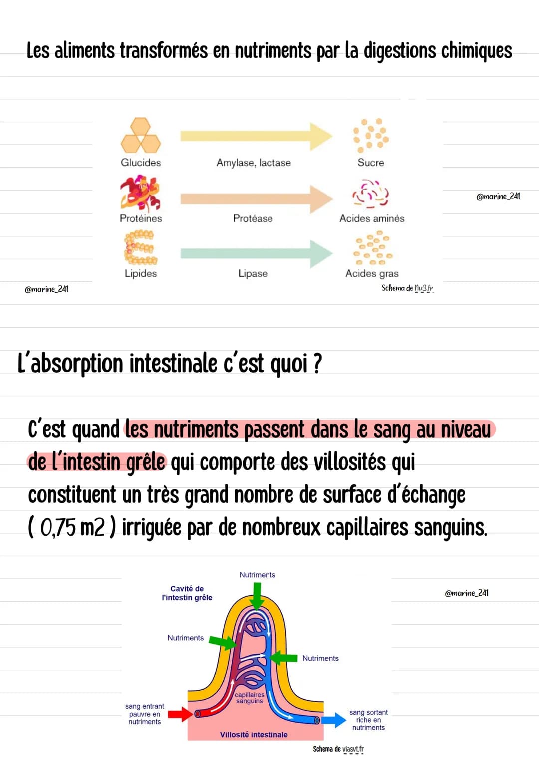 Alimentation humaine et
digestion
Où et comment ce déroule la digestion ?
@marine_241
@marine_241
Glandes salivaires
Langue
Vésicule biliair