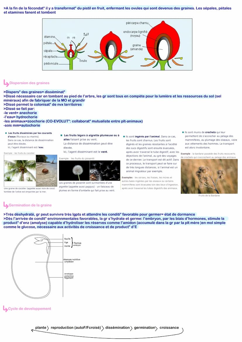 Reproduction de la plante
>Plt= être vivant pluric/aire (=constitué d'1 ens de c/ tous issus d'une c/ unique: la c/ oeuf, par
mitose (=divis