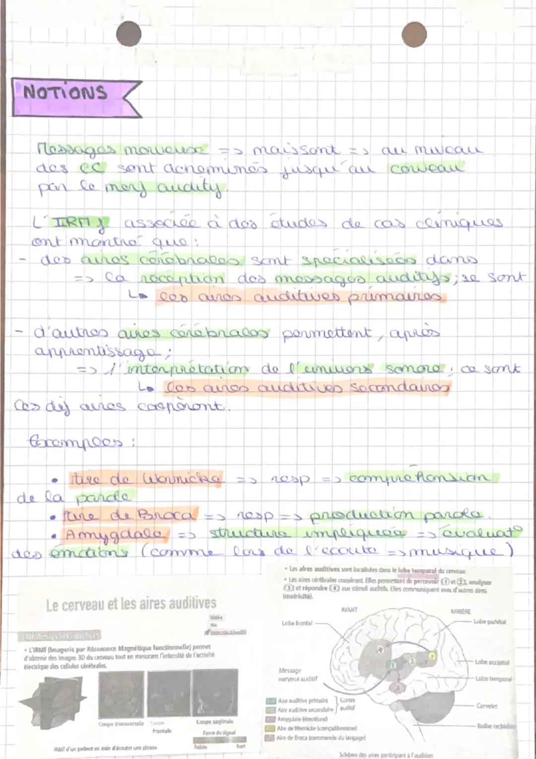 me
pporteuro
CHAPITRE 4 ENTENDRE LA MUSIQUE
Creilla
of musiques
O
information
Oncello cortonne => capte et transmet los sons
• tympan sopare