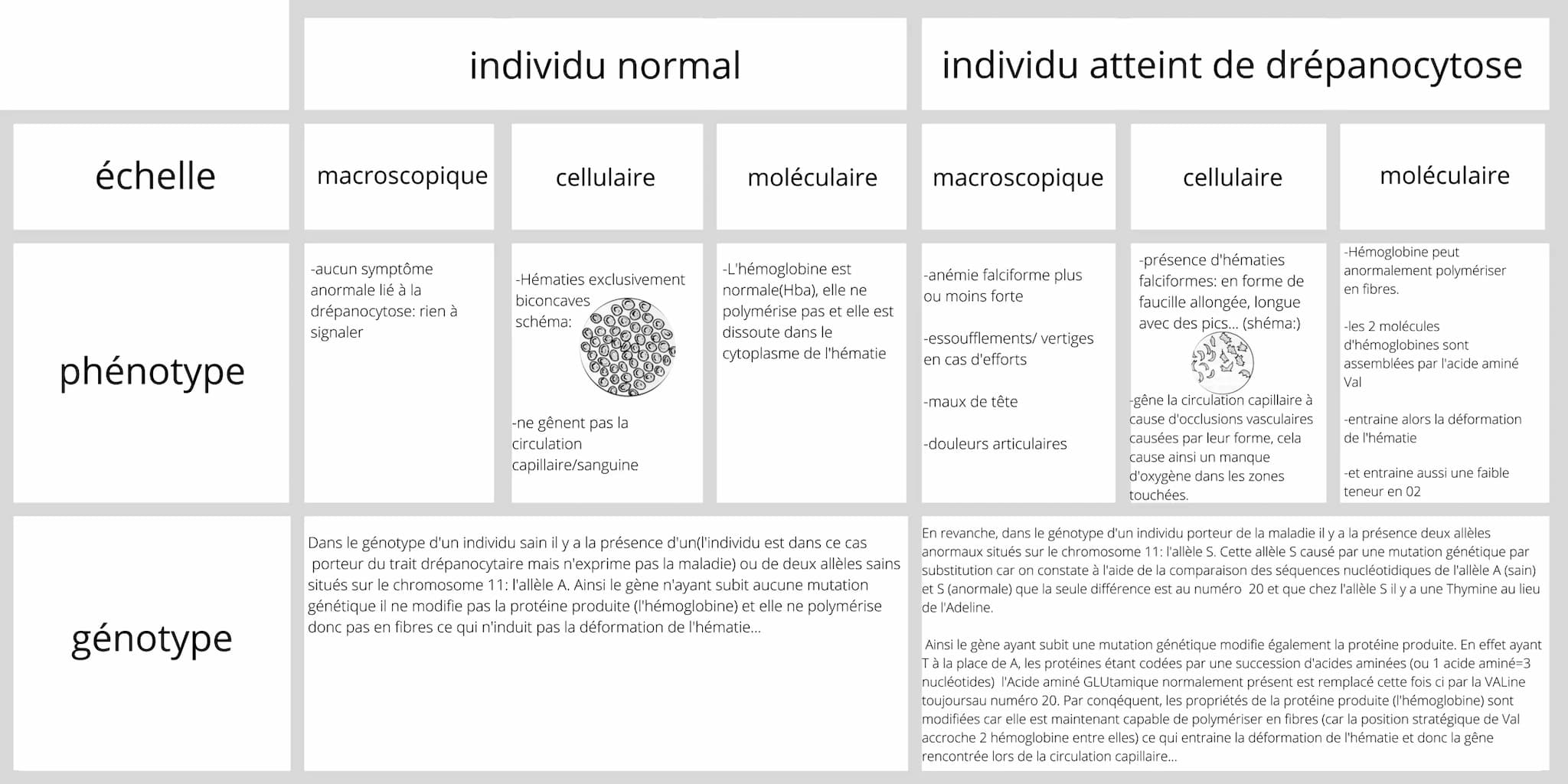 échelle
phénotype
génotype
individu normal
macroscopique
-aucun symptôme
anormale lié à la
drépanocytose: rien à
signaler
cellulaire
-Hémati