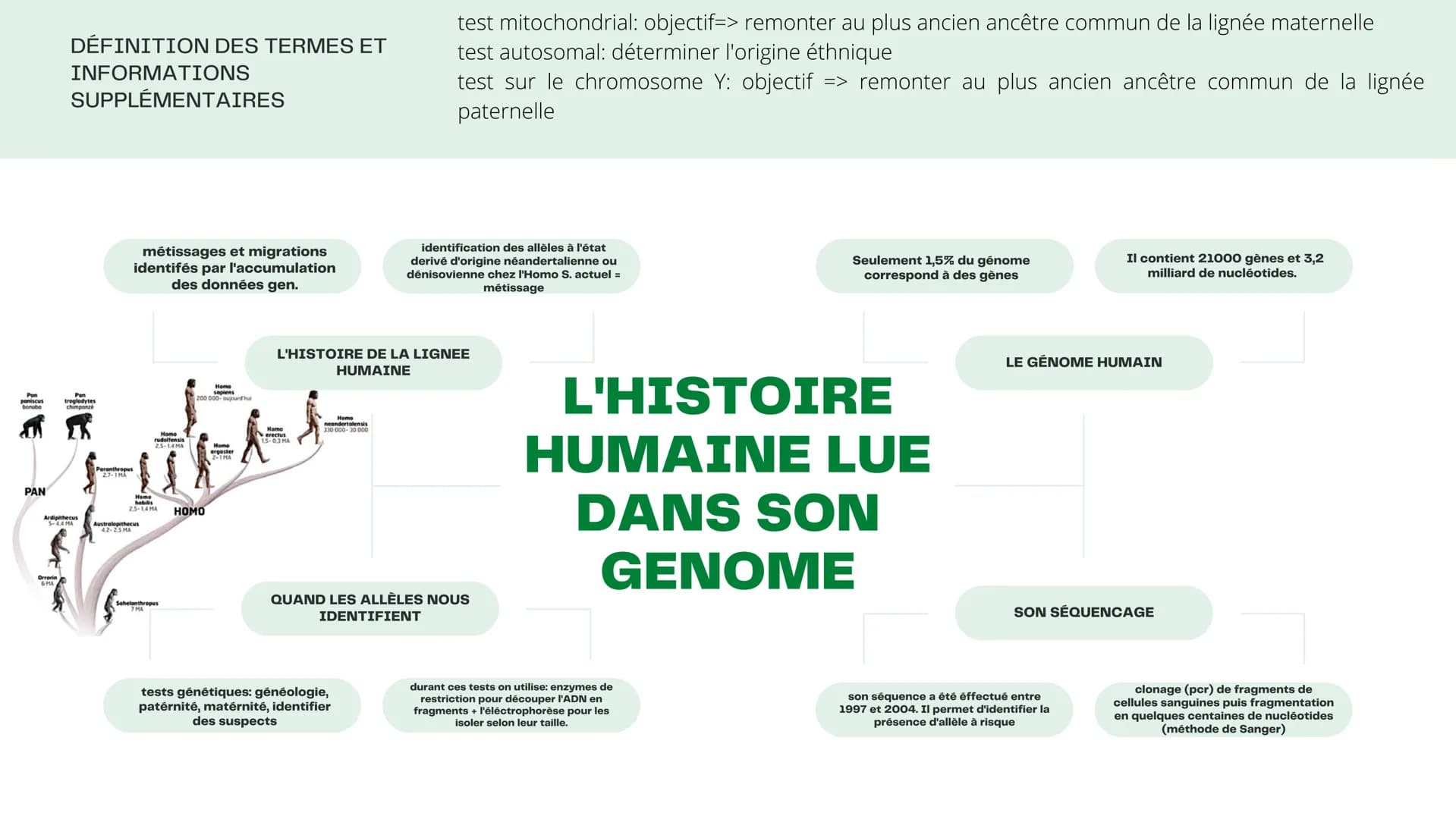 Pon
paniscus
bonobo
PAN
DÉFINITION DES TERMES ET
INFORMATIONS
SUPPLÉMENTAIRES
Orrorin
troglodytes
chimponze
Ardipithecus
5-44 MA
métissages 